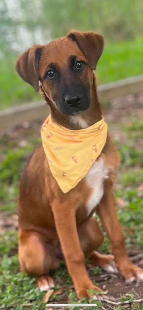 A baby medium-sized female Bicolor Shepherd dog named Sunday for adoption in Vernon, CT