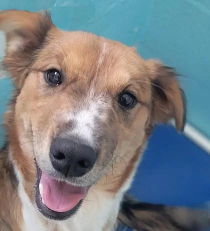 A young medium-sized female Tricolor (Brown, Black, & White) Australian Cattle Dog / Blue Heeler dog named Sweet Pea for adoption in Flagstaff, AZ