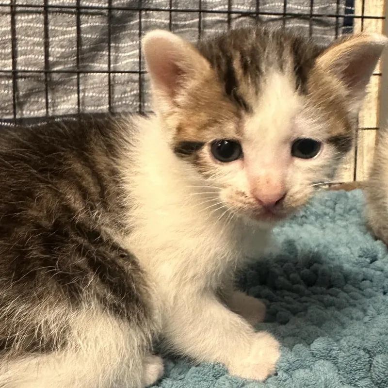 A baby small-sized male Brown / Chocolate Domestic Short Hair cat named The Doctor for adoption in Clarksville, AR