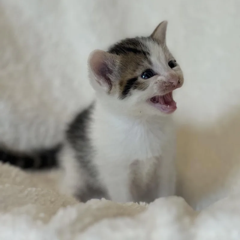 The Doctor thumbnail 2