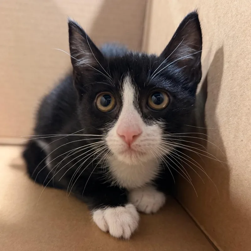 A baby small-sized female Black Domestic Short Hair cat named Shay for adoption in Tampa, FL