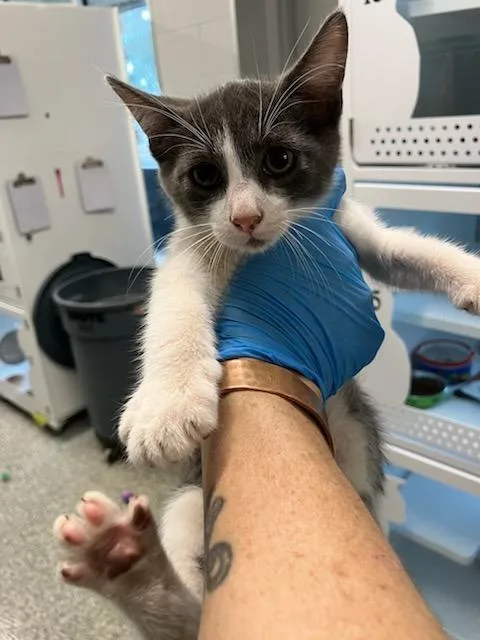A baby small-sized male Domestic Short Hair cat named Foo for adoption in Mustang, OK