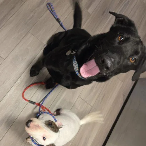 A young large-sized male Black Labrador Retriever dog named Tex for adoption in Grand Junction, CO