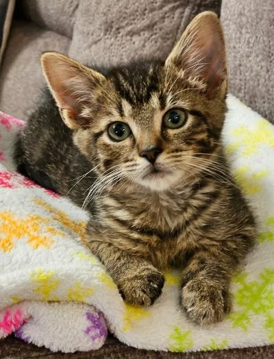 A baby medium-sized female Tabby (Brown / Chocolate) Domestic Short Hair cat named Orlanda for adoption in Mokena, IL