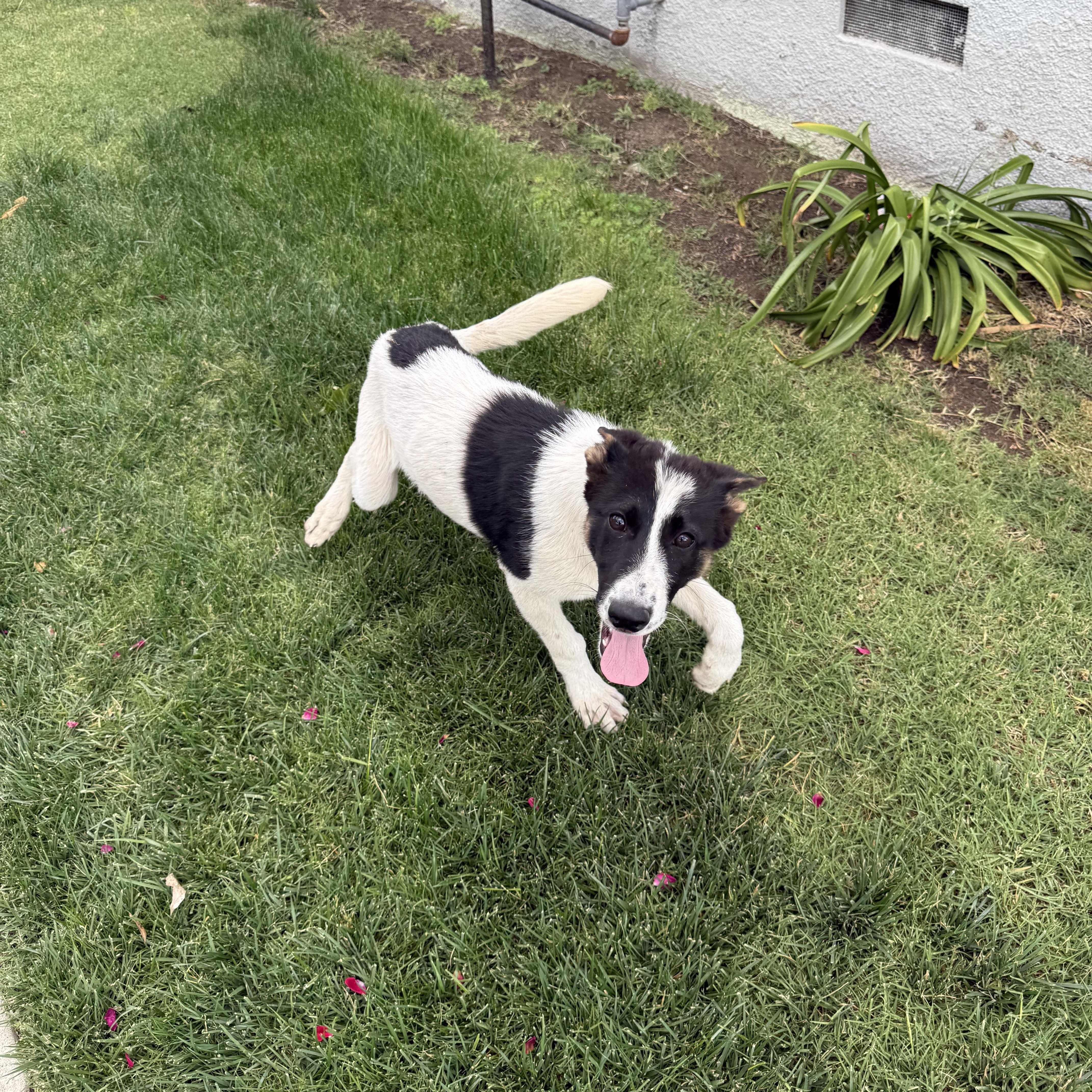 A baby large-sized female Bicolor Australian Shepherd dog named Wiggles for adoption in Fresno, CA