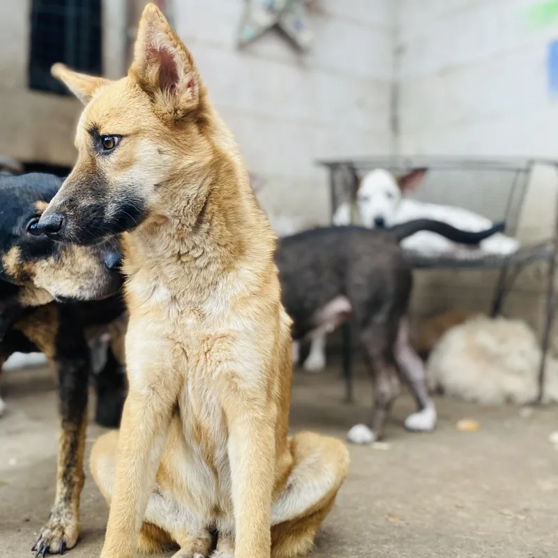 Tulip Tuletta Pc thumbnail 2