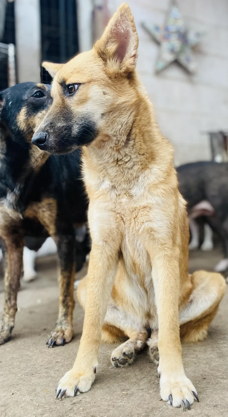 Tulip Tuletta Pc thumbnail 3