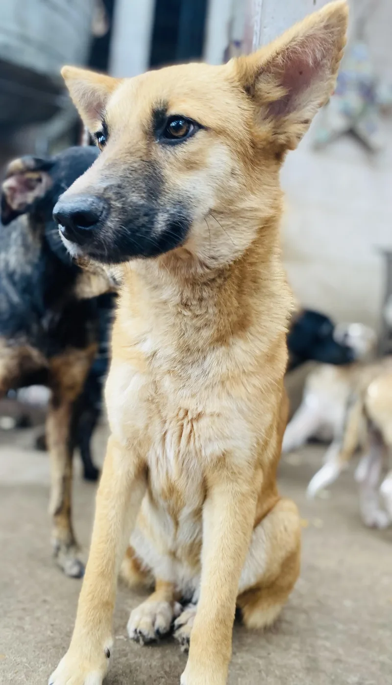 Tulip Tuletta Pc thumbnail 4