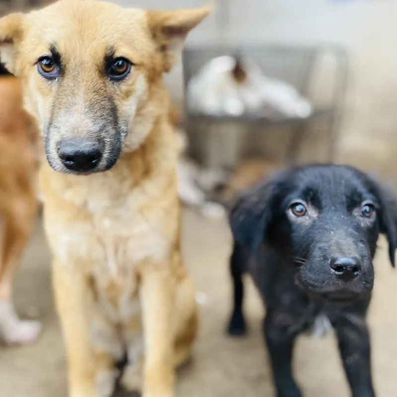 Tulip Tuletta Pc thumbnail 5