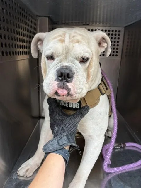An adult large-sized male English Bulldog dog named Wood Router for adoption in Phoenix, AZ
