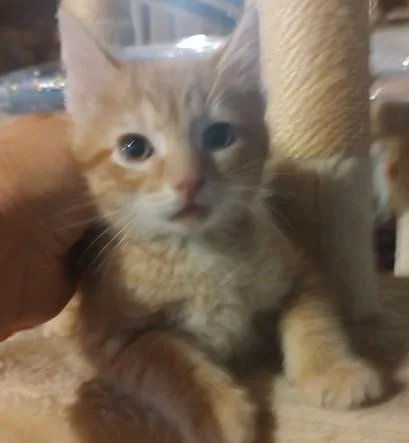 A baby small-sized male Domestic Short Hair cat named Newman for adoption in Brighton, CO