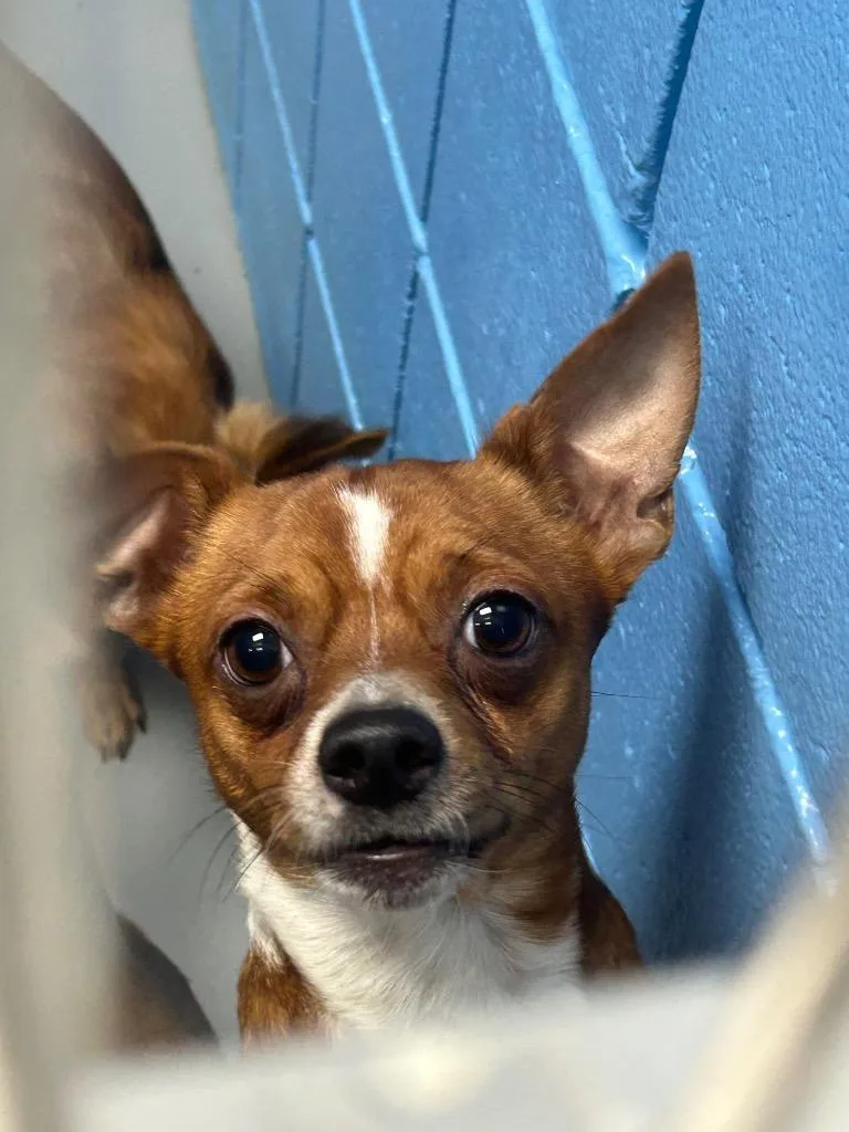 An adult medium-sized male Chihuahua dog named Freddy for adoption in Hartsville, SC