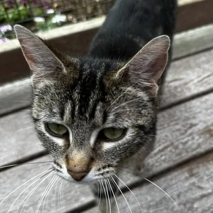 Lola Sweet Momma