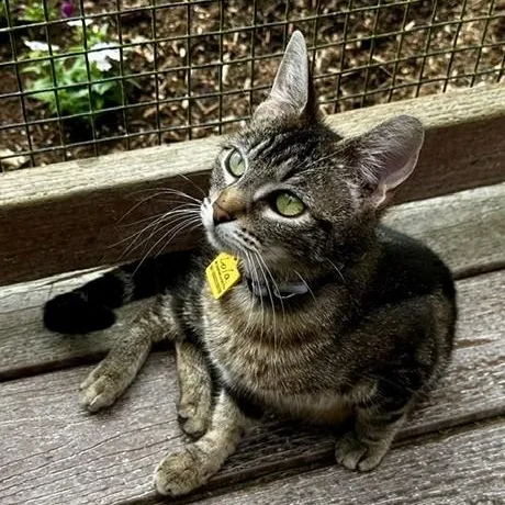 Lola  Sweet Momma thumbnail 2