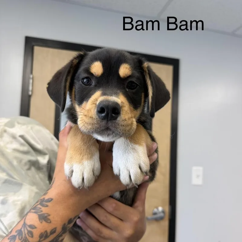 Bam Bam