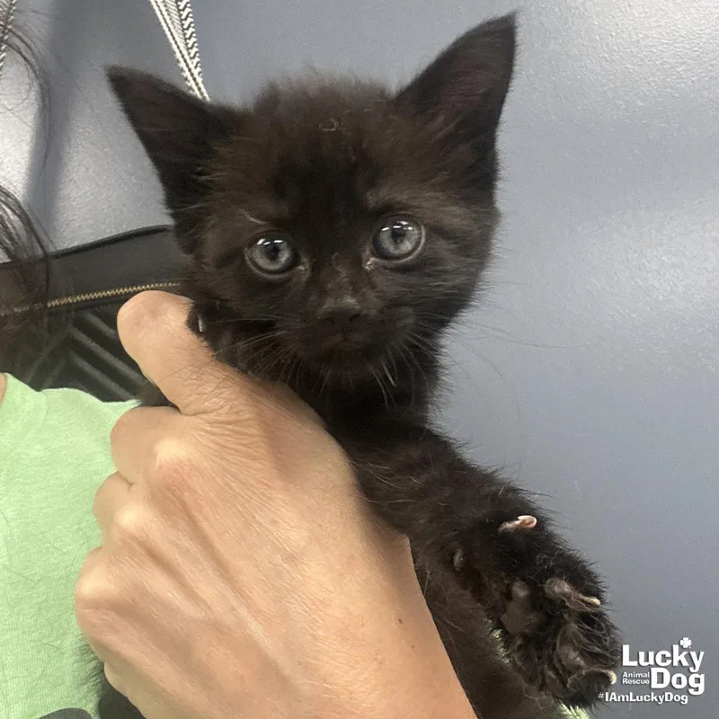 A baby medium-sized female Black Domestic Short Hair cat named Moonpie for adoption in Washington, DC