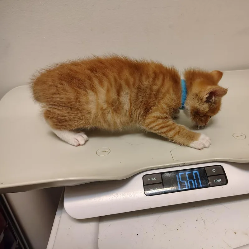 A baby small-sized male Orange / Red Domestic Short Hair cat named Golden Graham for adoption in Coos Bay, OR