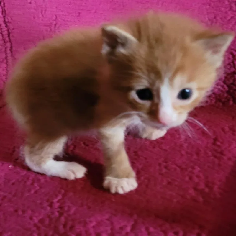 Golden Graham thumbnail 3