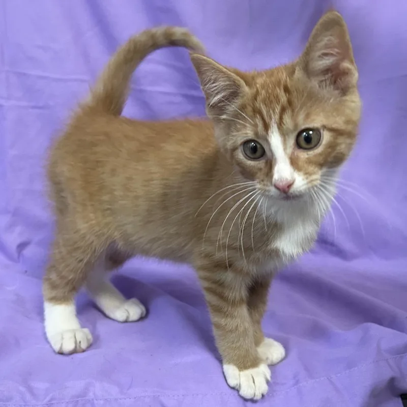 Golden Graham thumbnail 6