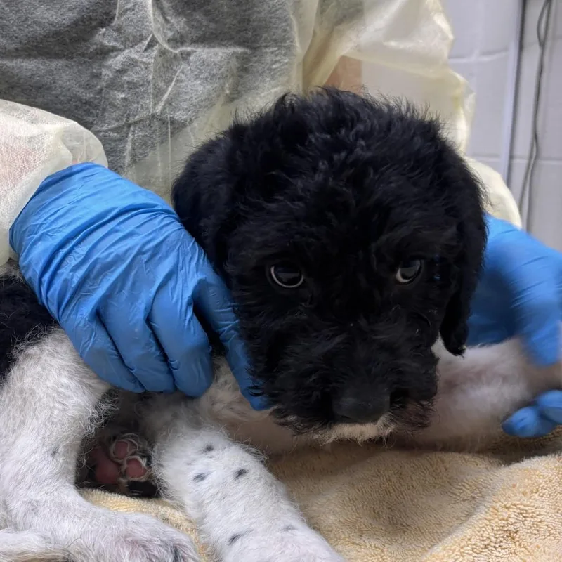 A baby small-sized female Mixed Breed dog named Perrito for adoption in Murray, UT