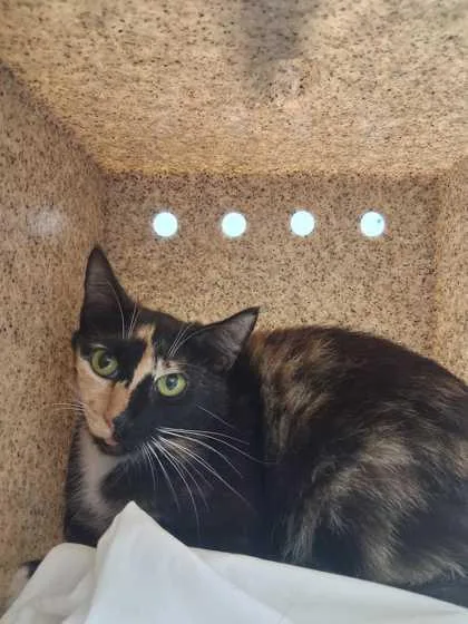 An adult medium-sized female Domestic Short Hair cat named Zoey for adoption in Sevierville, TN