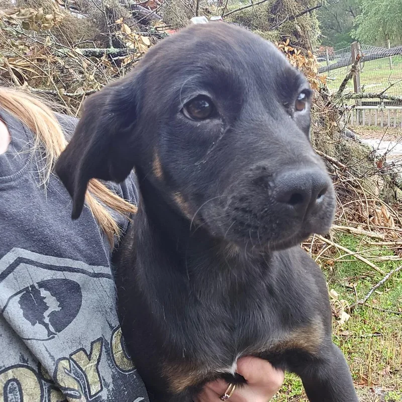A baby medium-sized female Black Mixed Breed dog named Claire for adoption in Williston, FL