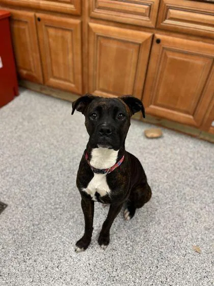 A young medium-sized female Boxer dog named Trixie for adoption in Knoxville, TN
