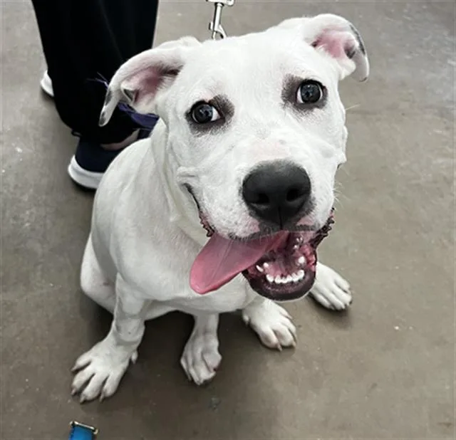 A young large-sized male Mixed Breed dog named Koda for adoption in Dallas, TX