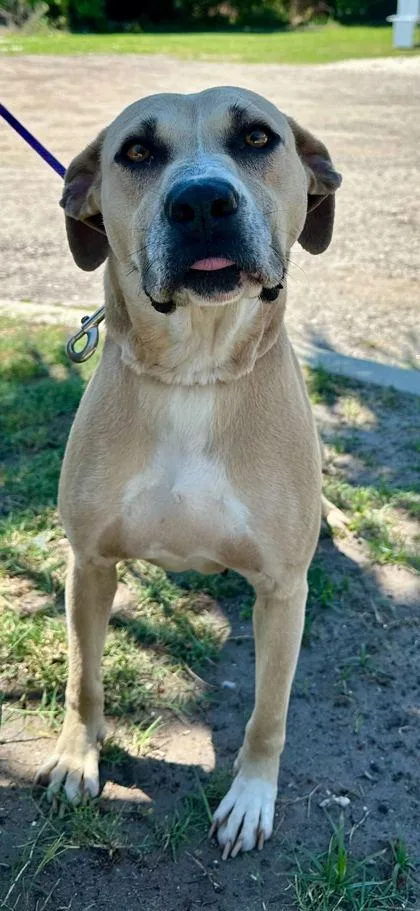 A young large-sized female Yellow / Tan / Blond / Fawn Mixed Breed dog named Oak for adoption in Fernandina Beach, FL