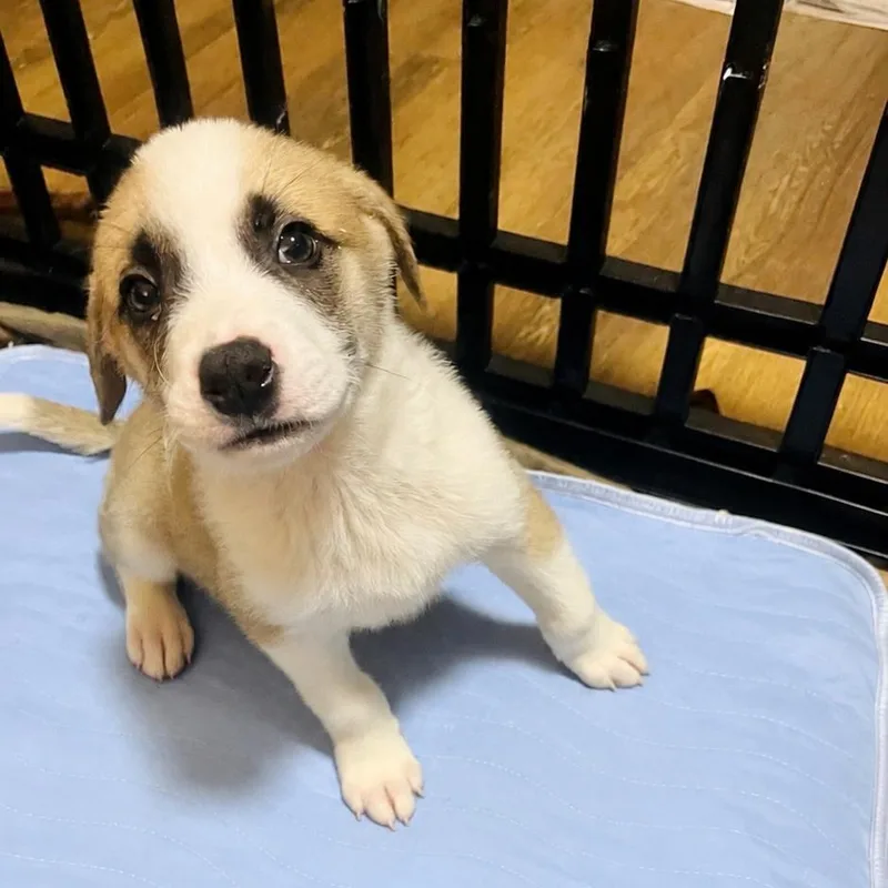A baby medium-sized male Anatolian Shepherd dog named Rocky for adoption in Houston, TX
