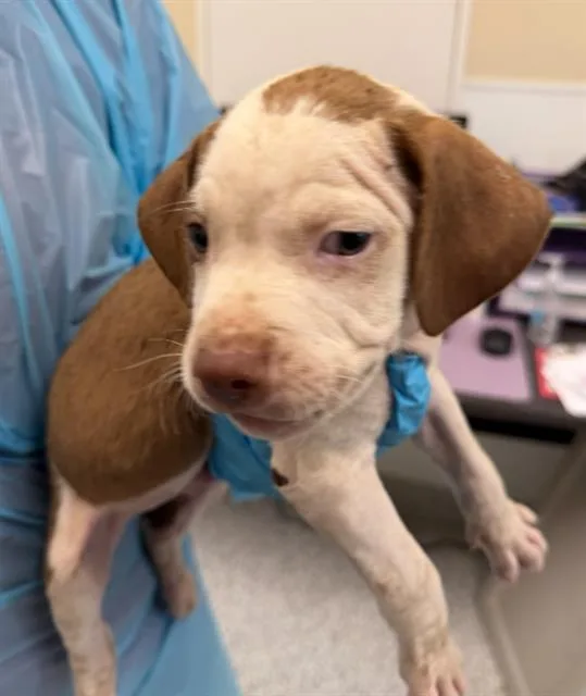A baby small-sized male Pointer dog named Danny for adoption in San Antonio, TX