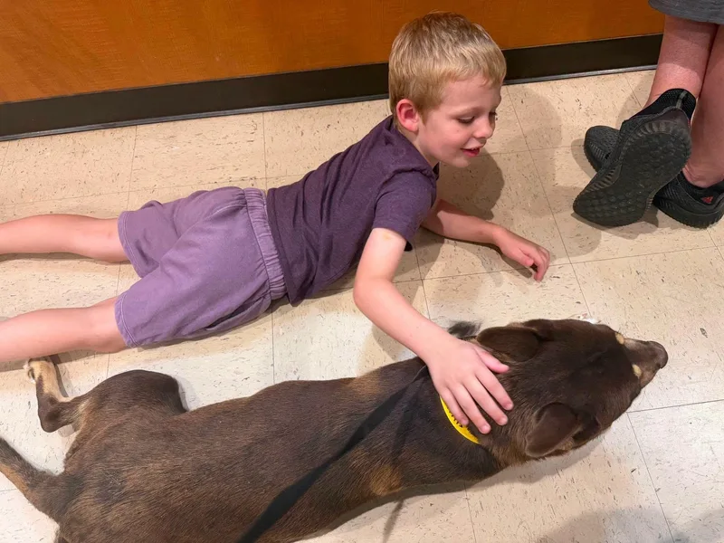An adult medium-sized female Brown / Chocolate Australian Kelpie dog named Cherry for adoption in Buford, GA