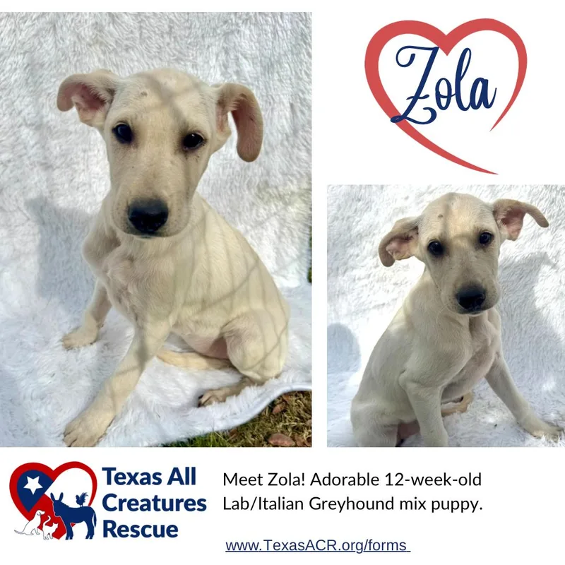 A baby medium-sized female Labrador Retriever dog named Zola for adoption in Alvarado, TX