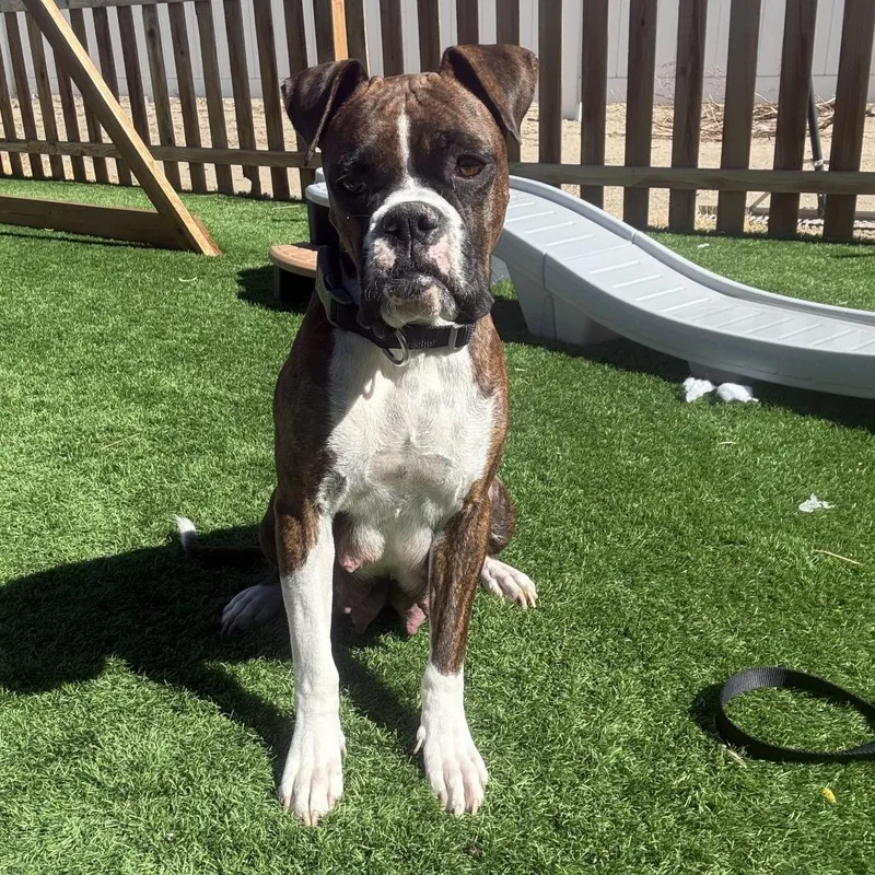 A baby small-sized female Yellow / Tan / Blond / Fawn Boxer dog named Venus for adoption in McMinnville, OR