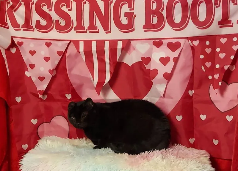 An adult medium-sized female Domestic Short Hair cat named Ruthie for adoption in Salt Lake City, UT