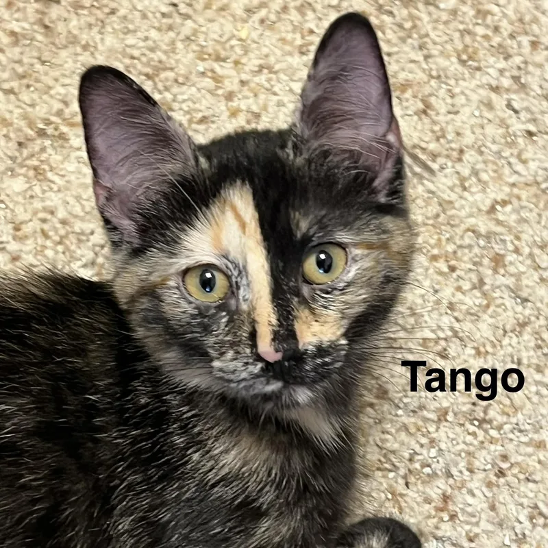 A baby medium-sized female Tortoiseshell Domestic Short Hair cat named Tango for adoption in Liverpool, TX