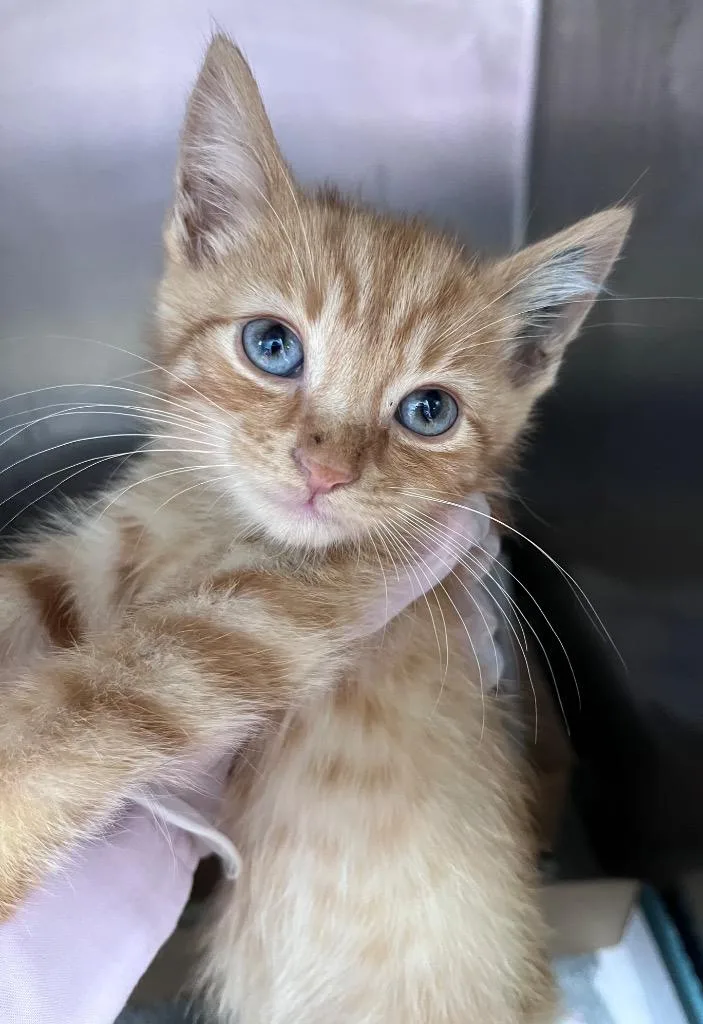 A baby medium-sized male Domestic Short Hair cat named George Orwell for adoption in Cincinnati, OH