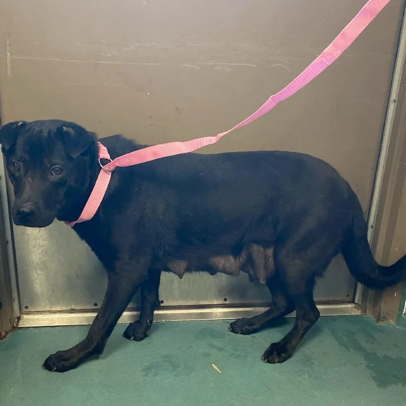 A young medium-sized female Black Mixed Breed dog named Luna Sky for adoption in Memphis, TN