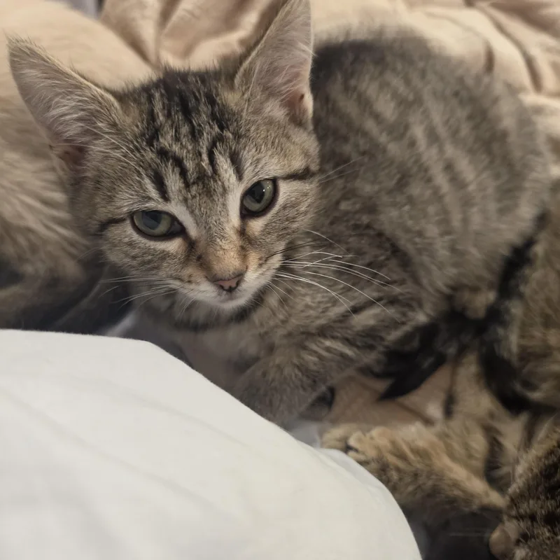 A baby small-sized female Tabby (Gray / Blue / Silver) Oriental Tabby cat named Mina And Mona for adoption in Lawrenceville, GA