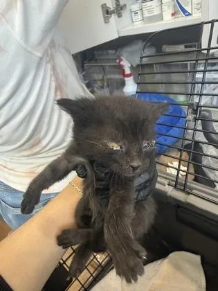 A baby small-sized male Domestic Short Hair cat named Nicki for adoption in West Chester, PA