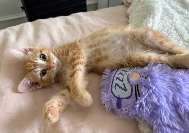A baby medium-sized male Domestic Short Hair cat named Rune for adoption in Leesburg, VA