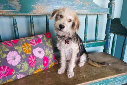 A baby small-sized male Wheaten Terrier dog named Horton for adoption in San Antonio, TX