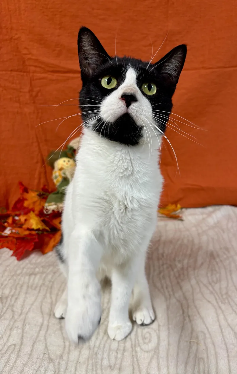 An adult medium-sized male Black Domestic Short Hair cat named Herbert for adoption in Upper Sandusky, OH