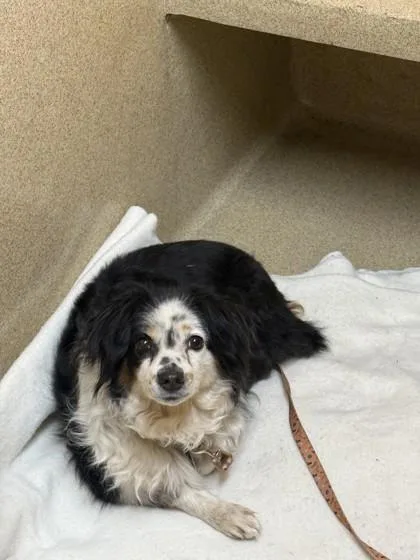 An adult small-sized female Mixed Breed dog named Maple for adoption in Longmont, CO
