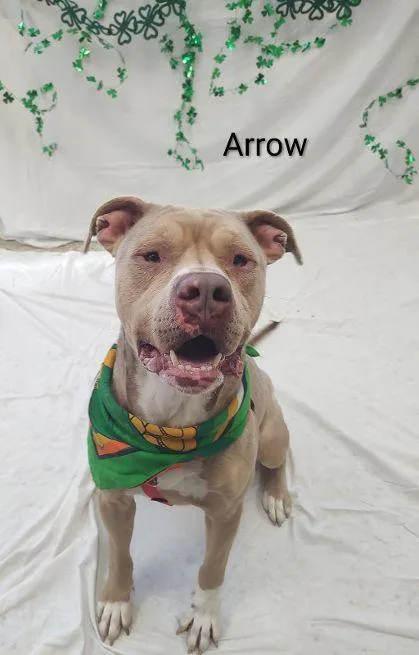 Arrow