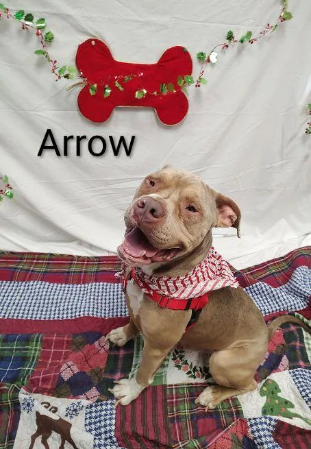 Arrow thumbnail 2