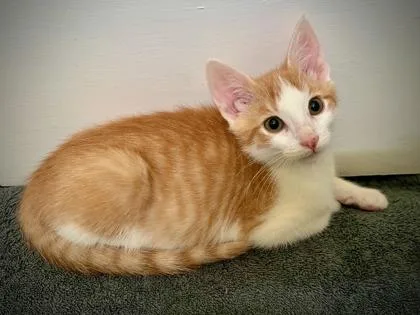 A young small-sized male Domestic Short Hair cat named A Maverick Petsmart James for adoption in North Charleston, SC