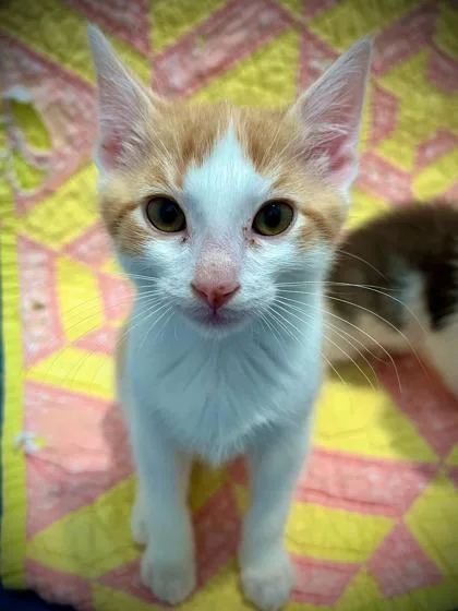A Maverick Petsmart James thumbnail 2