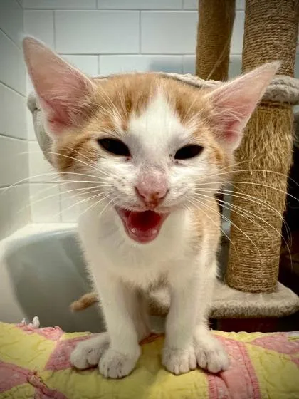 A Maverick Petsmart James thumbnail 3