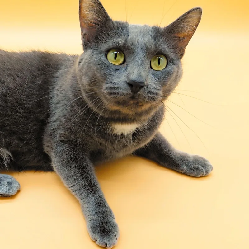An adult medium-sized female Gray & White Domestic Short Hair cat named Shiso for adoption in Springfield, MO